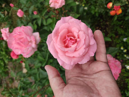 A beautiful large rose with bright pink petals in a man's hand, Against a background of green, juicy...
