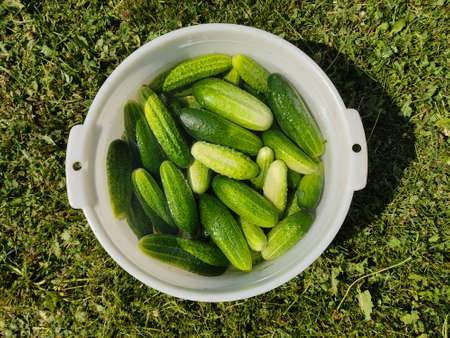 Ripe green cucumbers in a plastic bowl. Close-up photo. Agricultural products. Eco vegetarian healthy food.の写真素材