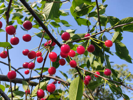 Red cherry on a tree branch, against a background of green leaves. Photo of juicy berries from...