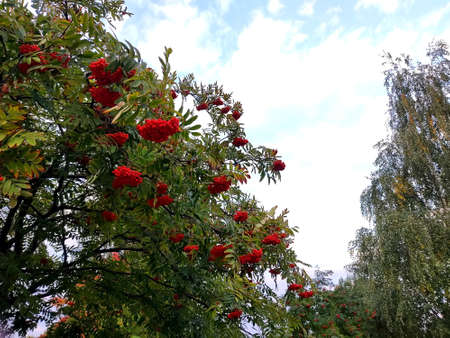 Rowan branch with a bunch of red ripe berries. Sorbus aucuparia tree closeup on sky backgroundの写真素材