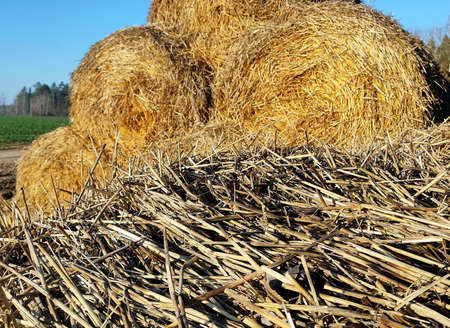 Close-up of yellow straw. Dry grass on an agricultural farm. Hay for feeding cattle. Photo in sunny...
