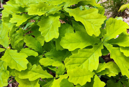 Green oak leaves close up. Leaves of a young tree in sunny, summer weather.