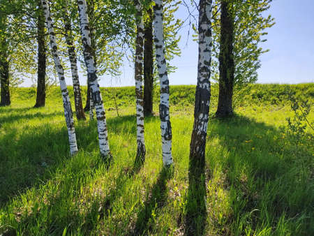 The trunk of a slender birch in sunny weather. Birch grove against the backdrop of a green forest.の写真素材