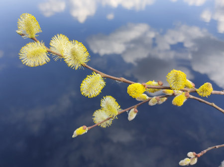 Yellow willow flower buds against a blue lake, with reflection of white clouds. Spring landscape...