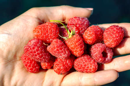 Handful of raspberries in hand. Health concept. Summer photoの写真素材