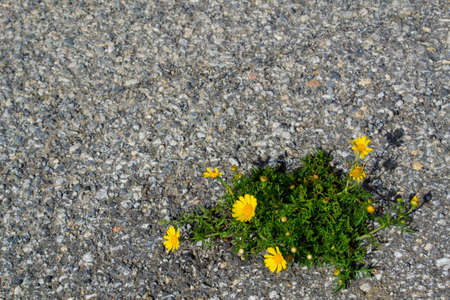 Yellow flowers and green grass grow through the asphalt roadの写真素材