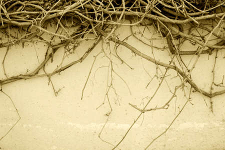 Dry twigs on the white stone wall. Background. Sepiaの写真素材