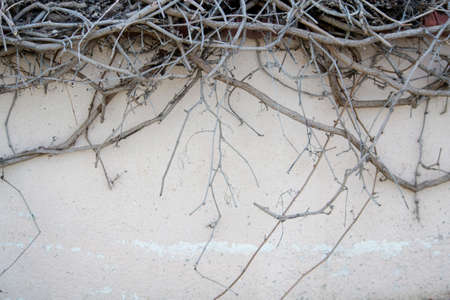 Dry twigs on the white stone wall. Backgroundの写真素材