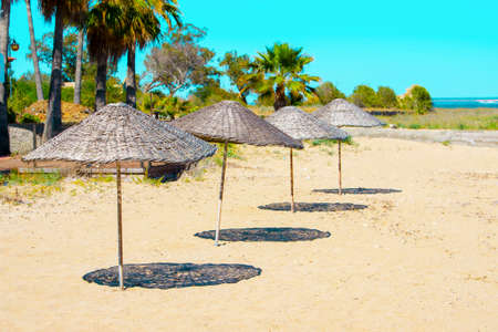 Straw umbrellas on the sand beach with palmsの写真素材