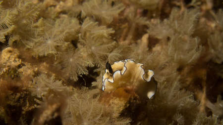 Ruffled nudibranch on soft corals muted colours