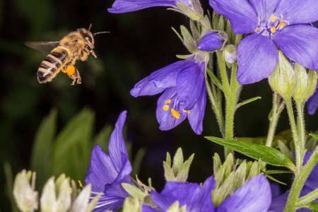 Macro photo. Bee in flight. Bee collecting nectar. Pollination of a flower Polemonium caeruleum