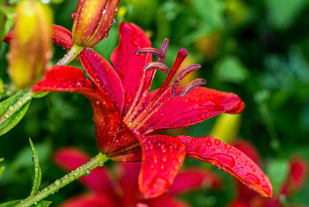 Macro photo. Flower red Lily after the rain. Droplets on the petals
