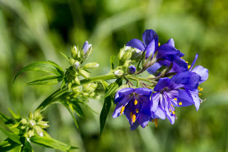Macro photo of a Flower Polemonium caeruleumの写真素材