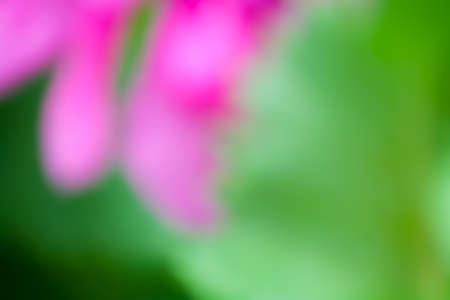 Blurred background. Flowers photographed is not in focus.の写真素材