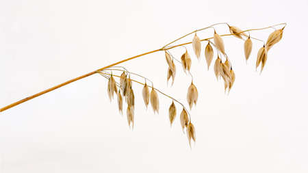 one spikelet of oats on a white backgroundの写真素材