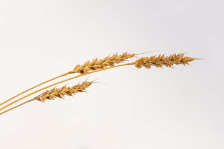 three rye spikelets on a white backgroundの写真素材