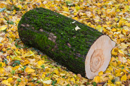 Sawed off a piece of wood. Log. The moss on the tree. Autumn cleaning.