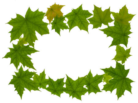 frame of maple leaves isolated on white backgroundの写真素材