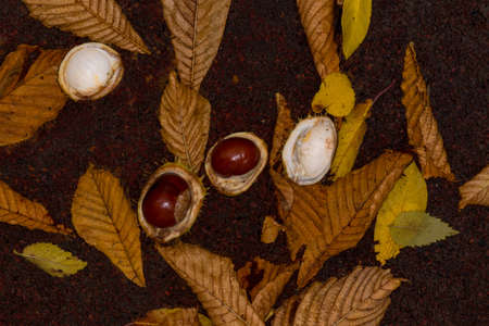 Ripe chestnuts fallen from the tree. Autumn leaves and chestnut shells.