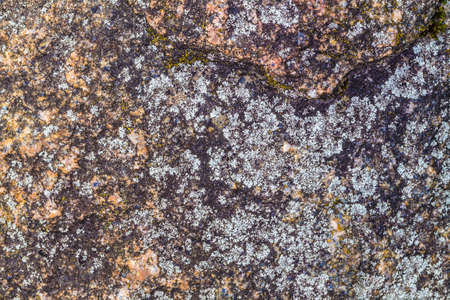 Seamless Texture of Weathered Concrete Surface with Stains of Fungus.の写真素材