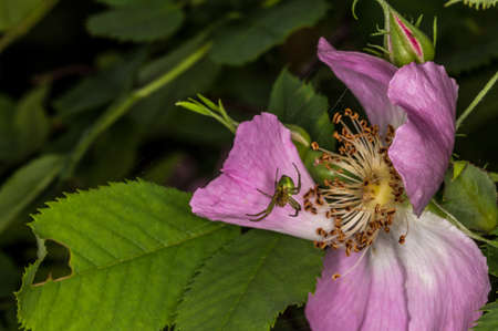 spider in the web on a flower of wild roseの写真素材