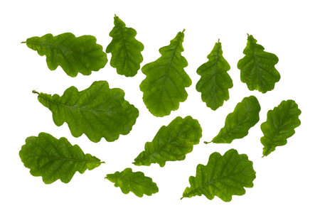 Green oak branch isolated on white background. Collection. Full depth of field.の写真素材