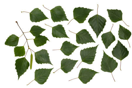 Birch leaves. Herbarium. Part of the tree. The leaves and branches of birch. Seeds of birch.の写真素材