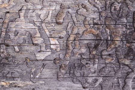 Wood texture. Bark beetle tracks on tree trunkの写真素材