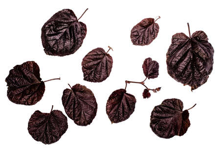 The leaves of the hazel red, purple leaves, leaves on a white background