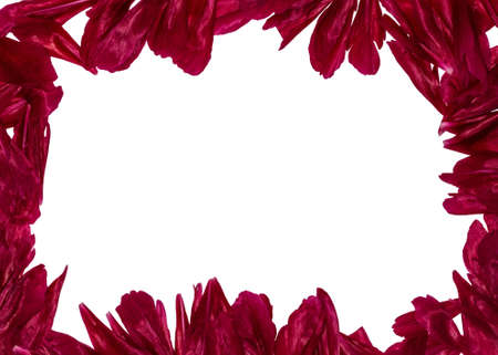 frame with peony petalsの写真素材
