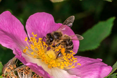 Bee in the flower hips. Pink flower wild roses.