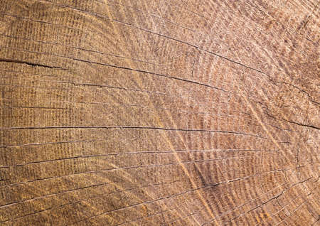 Tree ring backgroundの写真素材