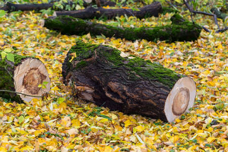 Sawed off a piece of wood. Log. The moss on the tree. Autumn cleaning.の写真素材
