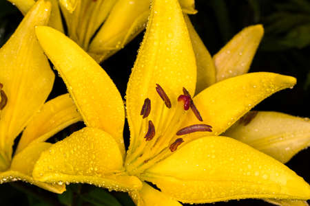Yellow Bud in the drops of dew. Yellow Lilies in the garden after the rain. Close-up of a blooming Lily flower. Pistols, stamens, structure of a flower.の写真素材