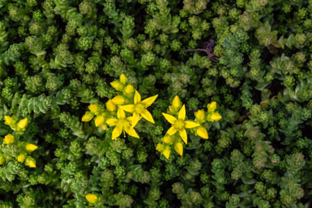 Plant background. Plant stonecrop. Green background with yellow flowers. Medicinal plant stonecrop.