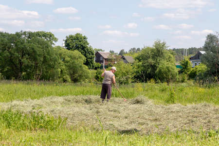 An elderly man stirs up hay. Peasant labor. Summerman with a rake. Drying the hay.