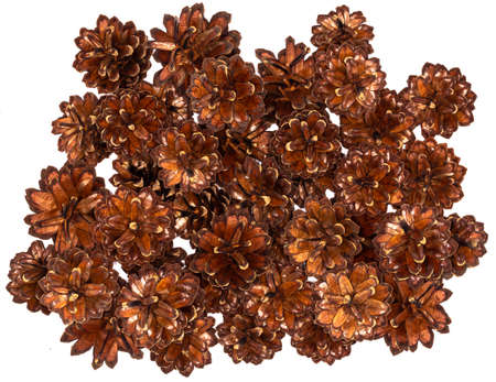 Pine cone. Brown background of cones. Dry open cones