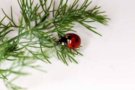ladybug crawling on a green twig. Green sprig of dill on white background.の写真素材