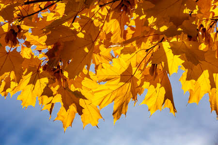 Yellow maple leaves. The sun's rays through the yellow leaves. Bright yellow background. Golden...