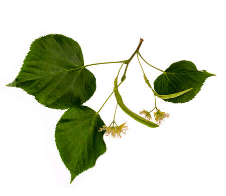 Linden branch isolated on white. Flowers and leaves Linden.