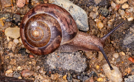 European Brown Garden Snail. Cornu aspersum, Cantareus aspersus or Cryptomphalus aspersus.の写真素材