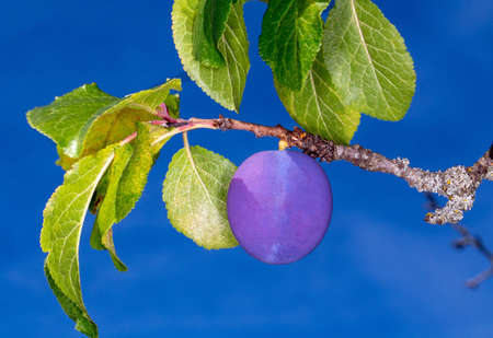Purple plum on a background of blue sky. Garden purple plum on a branchの写真素材