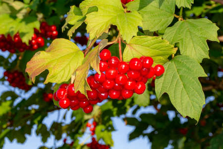 Bright red bunches of viburnum berries. Close-up photo.