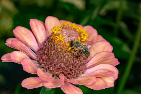 A bee collects nectar from a flower. A bee, covered with pollen. Pollination of flowers.の写真素材