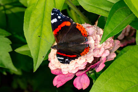 Admiral butterfly on a flower. Beautiful butterfly eating nectar.の写真素材
