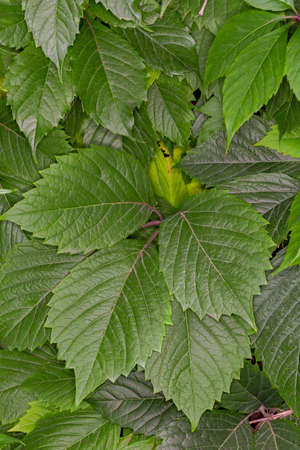 Whips of green curly vine. The surface of the green foliage. Vegetable green background.