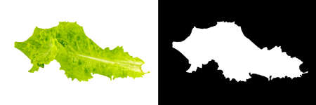 Lettuce leaf without background with black clipping mask. Green salad leaf without background. Isolateの写真素材