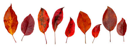 Red-brown autumn leaves of Apple trees. Set of autumn red leaves for design. Isolate, no background