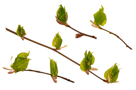 Young sprout of a branch of a Linden. Spring sprout with buds. Isolate. Branch without background on white.の写真素材