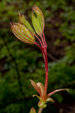 Young maple leaves. Spring background. Budding buds
